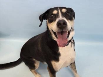 Remy -  Siberian Husky and German Shepherd Dog Dog for Adoption in Woodbury, Minnesota - Remy | PetCurious
