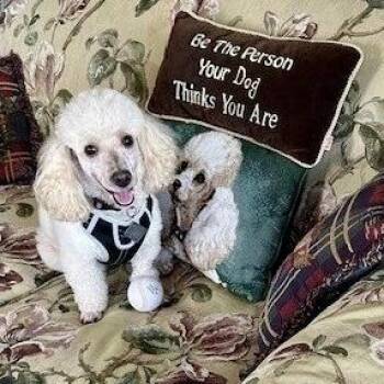 Asta -  Miniature Poodle Dog for Adoption in Broken Arrow, Oklahoma - Asta | PetCurious