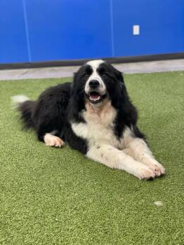 Mixed Breed Dogs Available for Adoption - Cujo | PetCurious