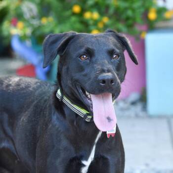 Alexandra -  Labrador Retriever Dog for Adoption in Wake Forest, North Carolina - Alexandra | PetCurious