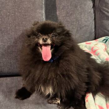 Pomeranian Dogs Available for Adoption - Joey | PetCurious