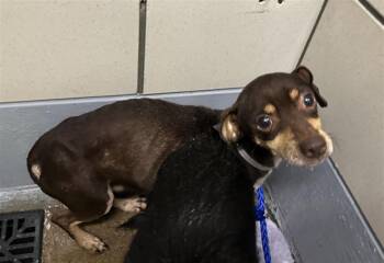 WAFFLES -  Chihuahua and Mixed Breed Dog for Adoption in Houston, Texas - WAFFLES | PetCurious
