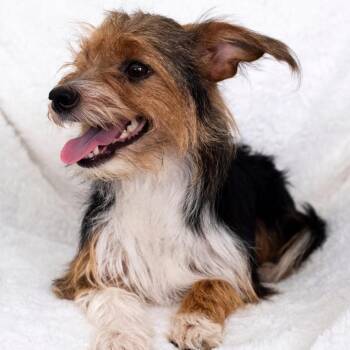 Portra -  Terrier Dog for Adoption in Allen, Texas - Portra | PetCurious