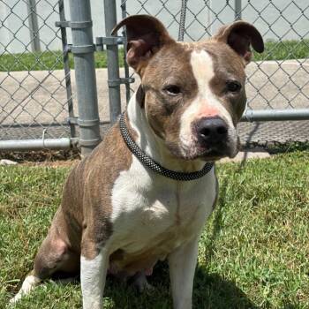 Huntress -  Pit Bull Terrier and Mixed Breed Dog for Adoption in League City, Texas - Huntress | PetCurious