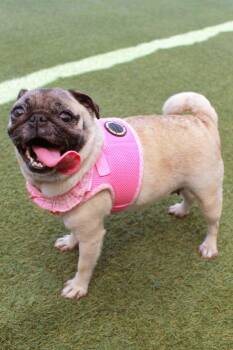 Marta -  Pug Dog Available for Adoption in Gardena, California - Marta | PetCurious