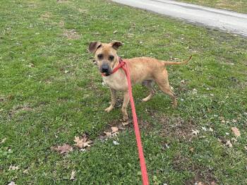 Pit Bull Terrier Dogs Available for Adoption - Cody | PetCurious