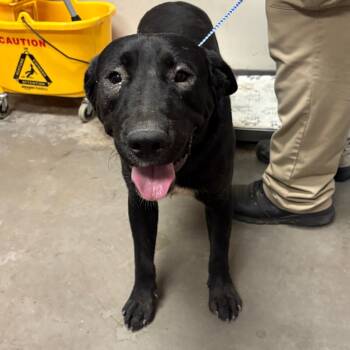 Rescue Labrador Retriever Dogs for Adoption in Yuma, Arizona - Bolo | PetCurious
