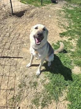 Rescue German Shepherd Dog Dogs for Adoption in Kemp, Texas - Wasabi | PetCurious