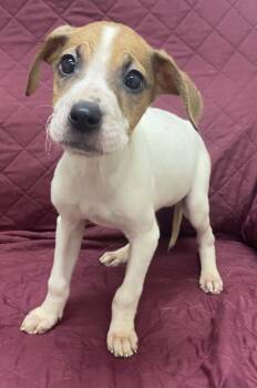 Rescue Hound Dogs for Adoption in Little Rock, Arkansas - Moonpie | PetCurious