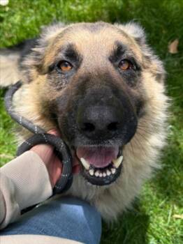 German Shepherd Dog Dogs Available for Adoption in Woodland, California - *BUCKY | PetCurious