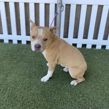 A614003 -  Staffordshire Bull Terrier and Mixed Breed Dog for Adoption in Modesto, California - A614003 | PetCurious