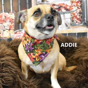 Addie -  Chihuahua and Pug Dog for Adoption in Yuma, Arizona - Addie | PetCurious