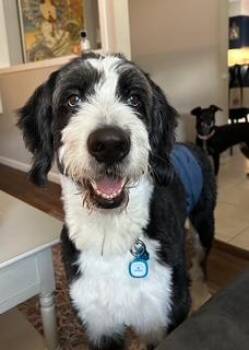 Bernese Mountain Dog and Poodle Dogs Available for Adoption in Wichita, Kansas - Maxwell | PetCurious