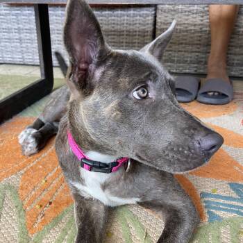 Zoya -  Pit Bull Terrier Dog for Adoption in Warren, Rhode Island - Zoya | PetCurious