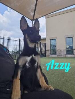 Azzy -  German Shepherd Dog and Husky Dog for Adoption in Westbury, New York - Azzy | PetCurious