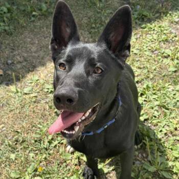Finn -  German Shepherd Dog and Labrador Retriever Dog for Adoption in Saugerties, New York - Finn | PetCurious