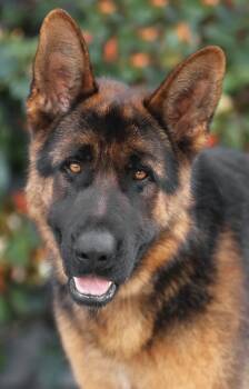 German Shepherd Dog Dogs Available for Adoption in Los Angeles, California - Marcel Von Medow | PetCurious