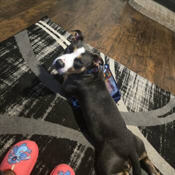Basset Hound Dogs Available for Adoption in Dallas, Texas - Luke II (New Digs) | PetCurious