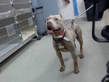 DUKE -  Pit Bull Terrier Dog for Adoption in Salinas, California - DUKE | PetCurious