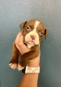 Rescue Pit Bull Terrier Dogs for Adoption in Victorville, California - Hershey #1730 (514) ***FOSTER OR FOSTER TO ADOPT*** | PetCurious
