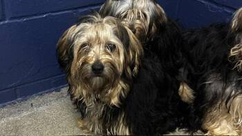 Jack 7 months -  Maltese Dog for Adoption in Sterling, Massachusetts - Jack 7 Months | PetCurious