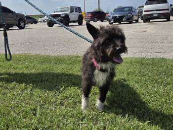 Lenny -  Fox Terrier and Terrier Dog for Adoption - Lenny | PetCurious