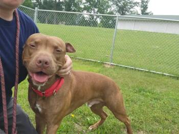 Rescue Terrier Dogs for Adoption in Chambersburg, Pennsylvania - Bruno | PetCurious