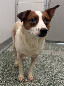 Rescue Parson Russell Terrier and Australian Cattle Dog Blue Heeler Dogs for Adoption in Salisbury, North Carolina - DAISY | PetCurious