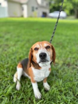 Bo -  Beagle and Mixed Breed Dog for Adoption in Aiken, South Carolina - Bo | PetCurious