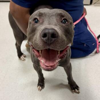 Arthur -  Pit Bull Terrier Dog for Adoption in Baltimore, Maryland - Arthur | PetCurious