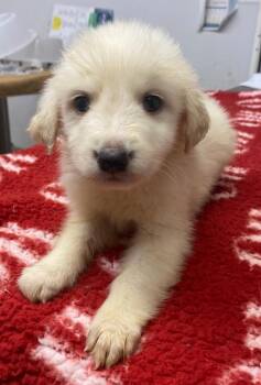 Affenpinscher and Mixed Breed Dogs Available for Adoption in Lockhart, Texas - Breeze | PetCurious