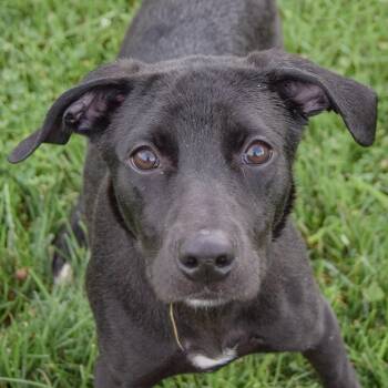 Evee -  Black Labrador Retriever and Border Collie Dog for Adoption in Huntley, Illinois - Evee | PetCurious