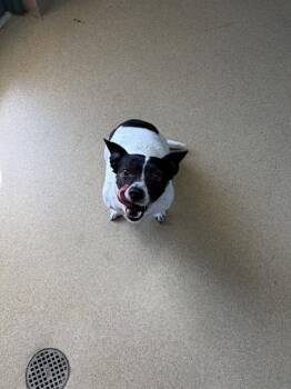 Chihuahua Dogs Available for Adoption in Holbrook, New York - GEMINI | PetCurious