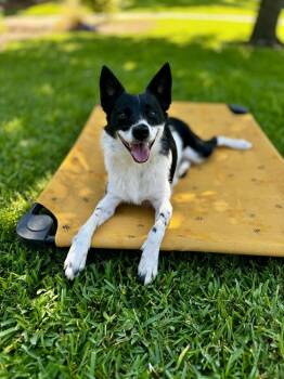 Rescue Border Collie Dogs for Adoption in Lucas, Texas - Primrose #1104 | PetCurious