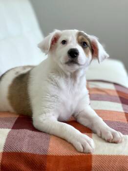 Rescue Great Pyrenees and Mixed Breed Dogs for Adoption in Savage, Minnesota - Thanksgiving Foods Litter - Stuffing | PetCurious