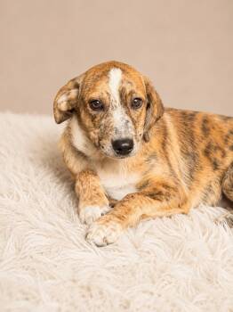 Twister (m) -  Australian Shepherd Dog for Adoption in Nashville, Tennessee - Twister (m) | PetCurious