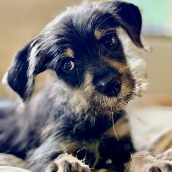 Little Jimmy is the best -  Schnauzer Dog for Adoption in Mettawa, Illinois - Little Jimmy Is The Best | PetCurious