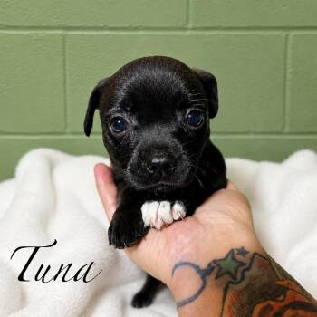 Tuna -  Mixed Breed Dog for Adoption in Rockville, Maryland - Tuna | PetCurious