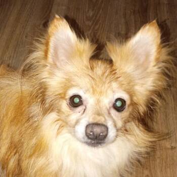 Lenny -  Chihuahua Dog for Adoption in St. Peters, Missouri - Lenny | PetCurious