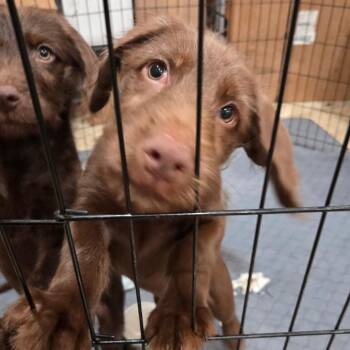 Kenny -  German Wirehaired Pointer and Mixed Breed Dog for Adoption in Abbotsford, British Columbia - Kenny | PetCurious
