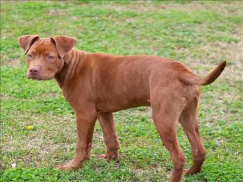 Labrador Retriever and Mixed Breed Dogs Available for Adoption - SCOUT | PetCurious