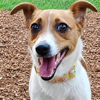 Pearl -  Jack Russell Terrier Dog for Adoption in Ladson, South Carolina - Pearl | PetCurious