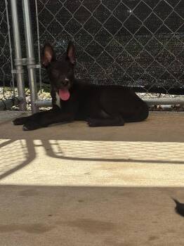 Iggy -  Mixed Breed Dog for Adoption in Huntsville, Alabama - Iggy | PetCurious