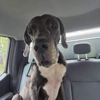 Arthur -  Great Dane Dog for Adoption in Birmingham, Alabama - Arthur | PetCurious