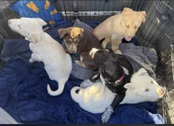 Labrador Retriever Dogs Available for Adoption - Lab Mix Puppies | PetCurious