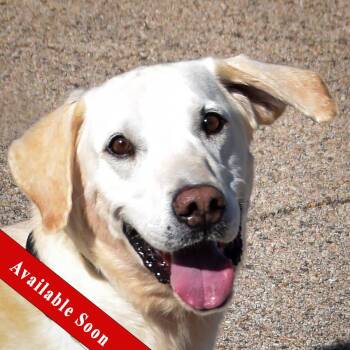 Charles -  Yellow Labrador Retriever Dog for Adoption in Huntley, Illinois - Charles | PetCurious