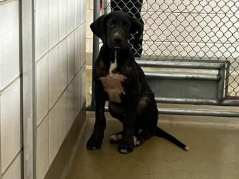 KELVIN -  Labrador Retriever and Mixed Breed Dog for Adoption in Colorado Springs, Colorado - KELVIN | PetCurious
