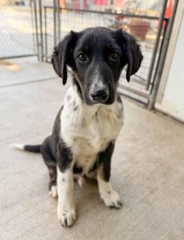 Border Collie and Mixed Breed Dogs Available for Adoption in Severance, Colorado - Sam | PetCurious