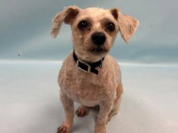 Rupert -  Shih Tzu and Poodle Dog for Adoption in Minneapolis, Minnesota - Rupert | PetCurious