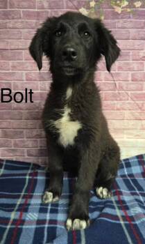 Bolt -  Labrador Retriever Dog for Adoption in Littleton, Colorado - Bolt | PetCurious